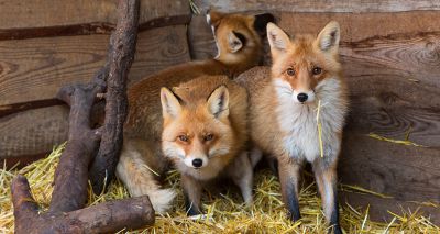 Scottish SPCA appeals for building materials for National Wildlife Rescue Centre